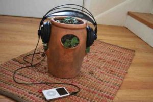 Read more about the article Η μουσική επηρεάζει την ανάπτυξη των φυτών;