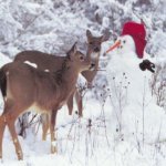Read more about the article Ρούντολφ, το ελαφάκι – Rudolph the Red-Nosed Reindeer
